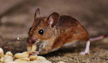 24 Hour & Emergency Exterminators in Santo Domingo Pueblo, NM